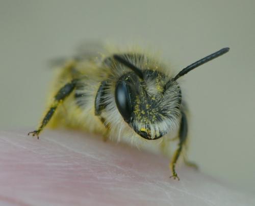 Andrena sp.